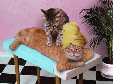 Image result for spa day gif