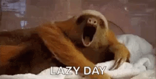 Sloth Lazy GIFs | Tenor