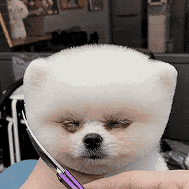 43+ Cute Puppies Are Forever Gif Image Codepromos