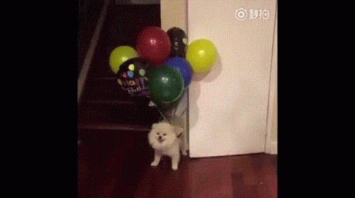 Balloon Dog GIF - Balloon Dog FloatingDog - Discover & Share GIFs