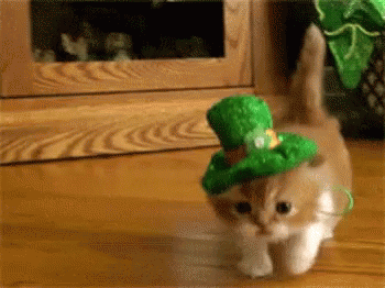 Kitten St Patricks Day GIF - Kitten StPatricksDay GIFs