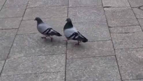 Image result for gif pigeons