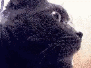 Scared Funny GIF - Scared Funny Cat GIFs