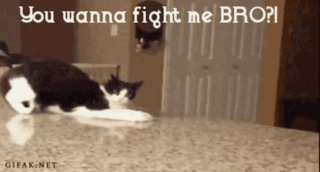 Collagen 101- Does it Really Work Wonders For Hair? 3 Image result for fight bro gif