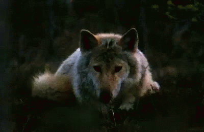 Sad Wolf GIFs | Tenor