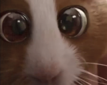 mouse cute gif mouse