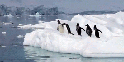 Antartica Penguin GIF - Antartica Penguin Jump - Discover & Share GIFs