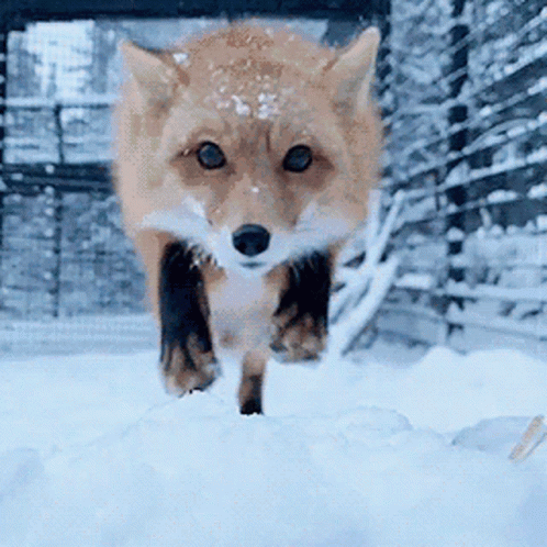 Wolf Snow GIF - Wolf Snow - Discover & Share GIFs