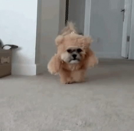 Cute Dog GIF - Cute Dog TeddyBear - Discover & Share GIFs