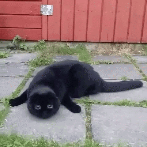 Tingeling the Black Cat