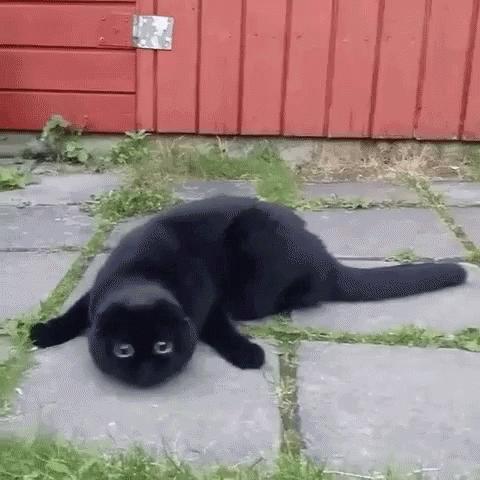 Image result for black cat gif