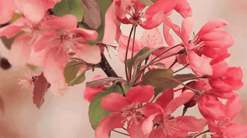 Flowers GIF - Flowers - Discover & Share GIFs