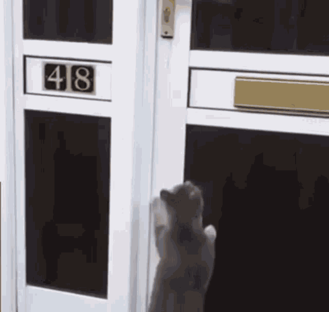 - Cat Sliding Glass Door Gif - Cat Sliding Glass Door Gif