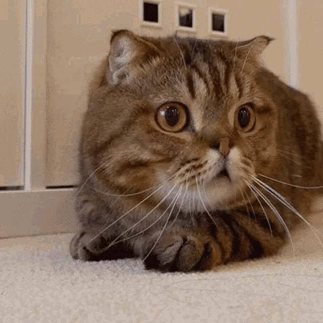 Cat Scared GIF Cat Scared Terrified Discover & Share GIFs