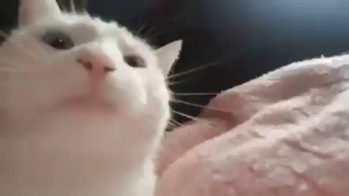 pic Cat Moving Head Side To Side tenor