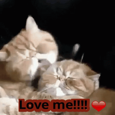 Love Me Gif Love Me Kitty Discover Share Gifs