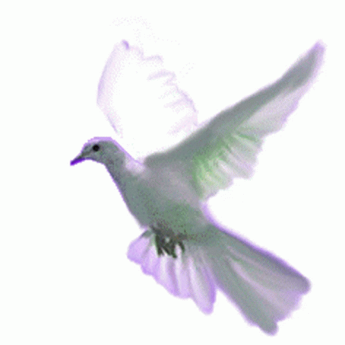Doves Flying GIF - Doves Flying Birds GIF's