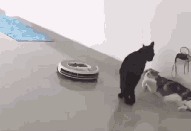 Roomba Cat GIFs Tenor