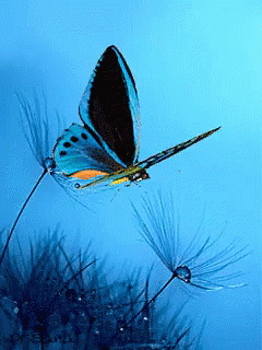 Butterfly Animal GIF - Butterfly Fly Animal - Discover & Share GIFs