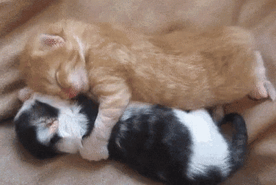 Goodnight Love You Gif Kitten Sleep Cuddle Discover Share Gifs
