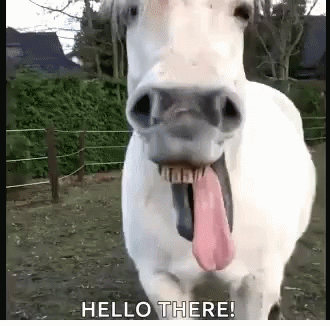 Horse Laugh Hello There Gif Horselaugh Hellothere Funnyanimals