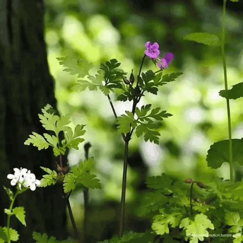 Nature Flowers GIF - Nature Flowers Spring - Discover & Share GIFs