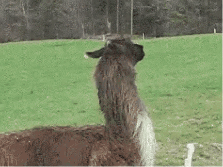 Fuck This Im Out GIF - FuckThis ImOut Llama GIFs