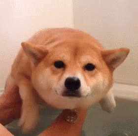 柴犬 お風呂 泳ぐ 可愛い動物 Gif Cuteanimal Shibaken Descubre Comparte Gifs 柴犬 お風呂 泳ぐ 可愛い動物 Gif Cuteanimal Shibaken Descubre Comparte Gifs