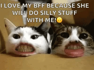 Cats Funny GIF - Cats Funny Teeth - Discover & Share GIFs