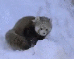 pics Red Panda Snow Gif redpanda snow gif redpanda red panda discover share gifs