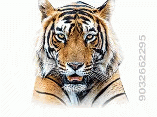 Image result for chandrababu tiger gif