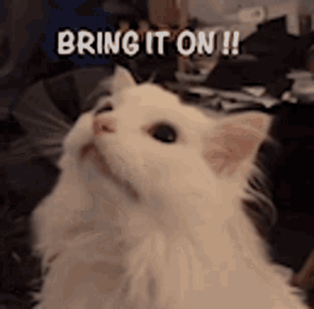 picture Cute White Cat Memes tenor