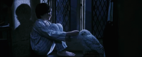 harry potter hedwig