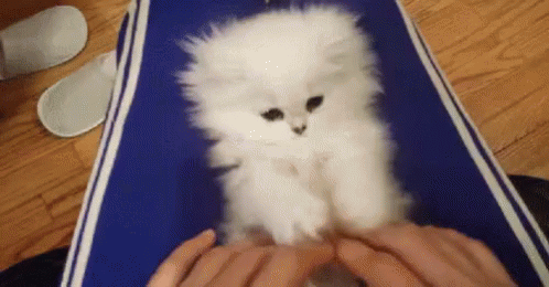 copy cat gifs copycat paste tenor meme giphy