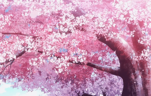 Sakura Cherry Blossoms GIF - Sakura CherryBlossoms - Discover & Share GIFs