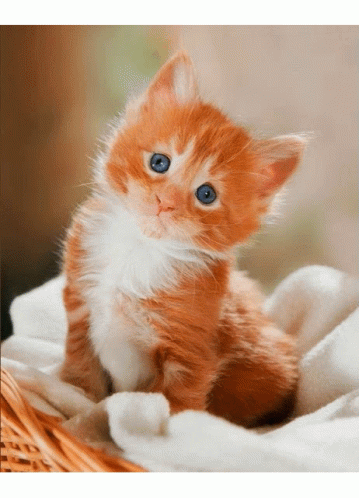 Cute Kittens Cat GIF - CuteKittens Cat Precious - Discover & Share GIFs