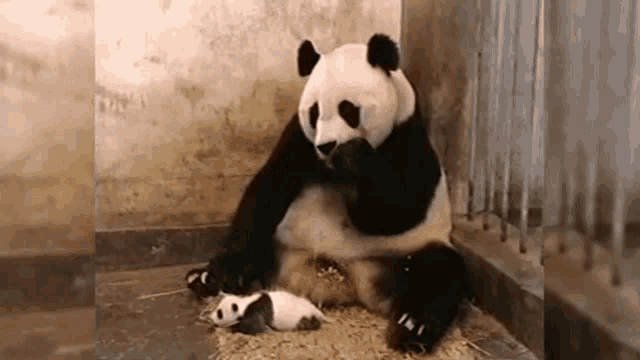 Scared Baby Panda Gifs Tenor Scared Baby Panda Gifs Tenor