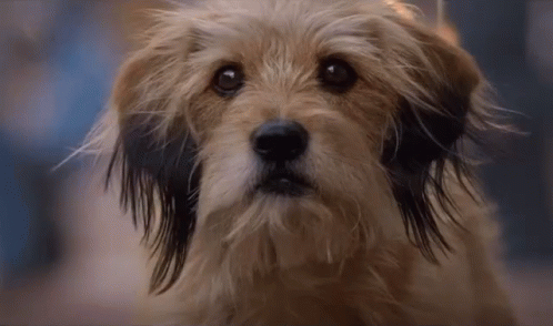 Tail Wagging Dog GIF - TailWagging Dog Puppy - Discover & Share GIFs