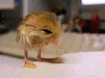 pygmy jerboa hiccups gif