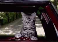Cat Driving Cruise GIF - CatDriving Cruise Omw - Discover & Share GIFs