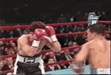 Arturo Gatti Knock Out GIF - ArturoGatti KnockOut Boxing GIFs