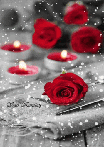 rose flowers gif rose