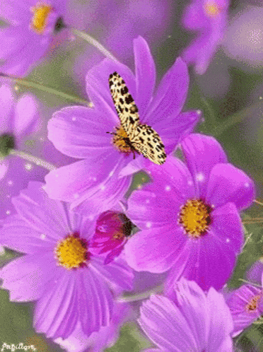 purple butterfly gif
