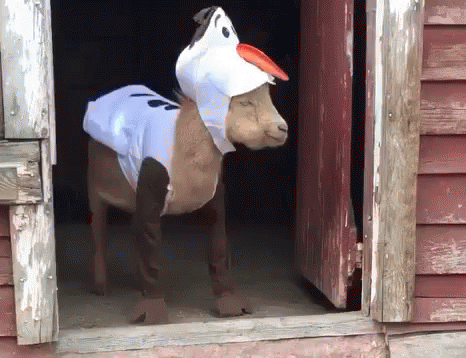 tenor.gif?itemid=4713184