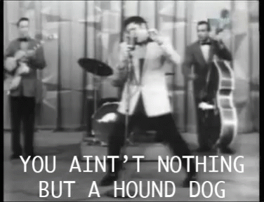 Image result for hound dog gif