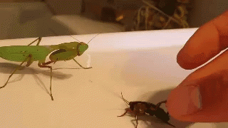 mantis praying