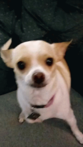 Chihuahua Weird GIF - Chihuahua Weird Silly - Discover & Share GIFs