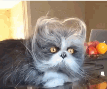 Funny Animals Cat Grinch Gif Funny Animals Cat Grinch Gif