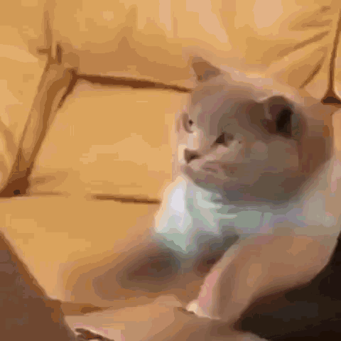 Cats Keyboard GIF - Cats Keyboard Type - Discover & Share GIFs