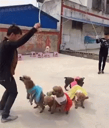 CK6 Funny Animals GIF - CK6 FunnyAnimals Dogs GIFs